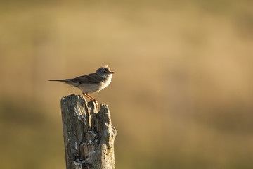 Sardinian warbler (Sylvia melanocephala)