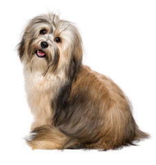 Beautiful happy young Bichon Havanese dog from behind