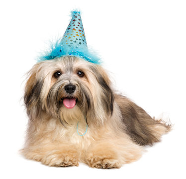 Cute happy Bichon Havanese puppy dog in a blue party hat