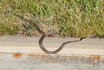 Obraz premium A wild brown grass snake on the roadside in Spain, Andlaucia.