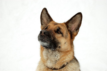 Dog and first snow.