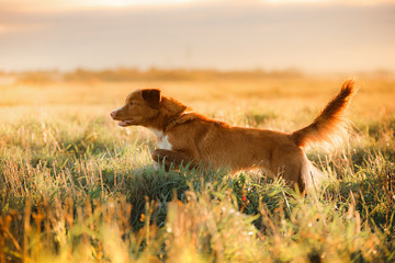 Dog Nova Scotia Duck Tolling Retriever