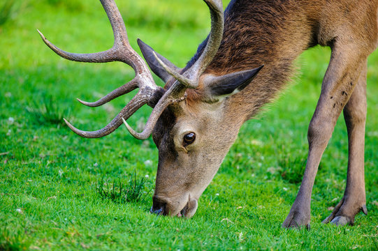 deer photographed in its natural environment.