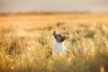 Dog Jack Russell Terrier