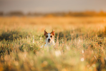 Dog Jack Russell Terrier