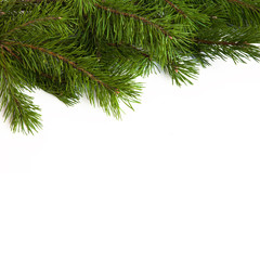 Christmas tree branches border on a white background.