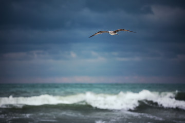 Fototapeta na wymiar White seagull soaring in the cloudy sky