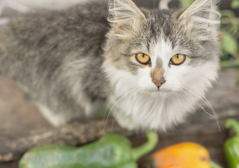 Fototapeta premium Beautiful long haired cat posing at garden
