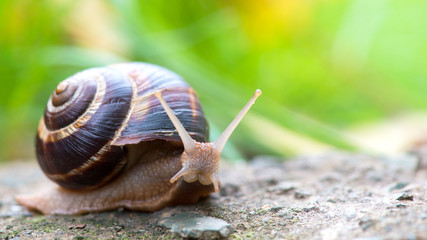 brown long big snail round shell with stripes and with long horns crawling on the edge of stone closeup