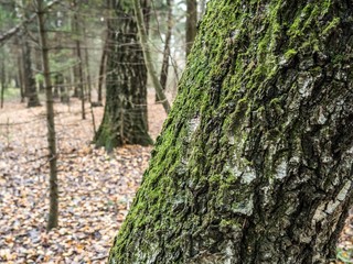 Зеленый мох на деревьях в лесу.-Green moss on the trees in the forest © simta