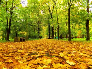 Colorful leaves on deciduous trees and walkway in park during autumn