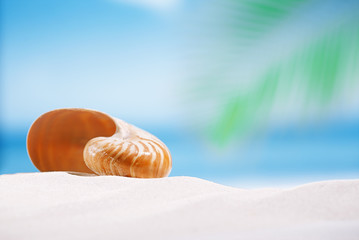 nautilus shell on white sandy beach sand under the sun light