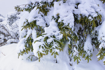 Icicles hang from snow covered branches of spruce. Christmas background. Winter landscape.