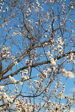 Blooming apricot tree against a blue sky in the spring garden