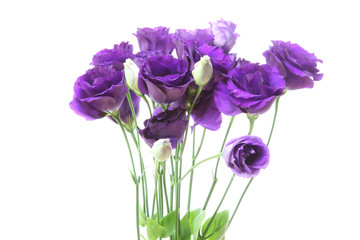 トルコキキョウ