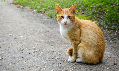 Red-headed cat