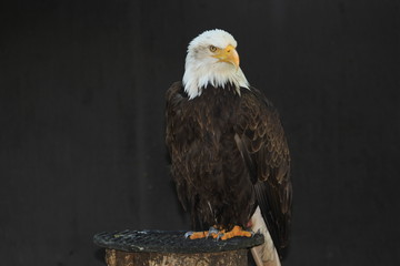 Bald Eagle heraldic animal of the United States of America