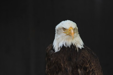 Bald Eagle heraldic animal of the United States of America