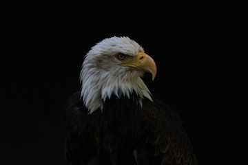 Bald Eagle heraldic animal of the United States of America