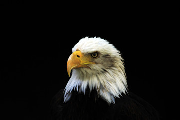 Bald Eagle heraldic animal of the United States of America