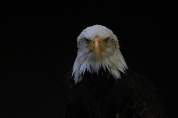 Bald Eagle heraldic animal of the United States of America