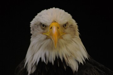 Bald Eagle heraldic animal of the United States of America