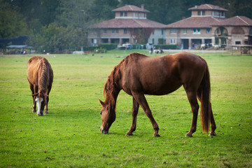 Obraz premium Horses grazing