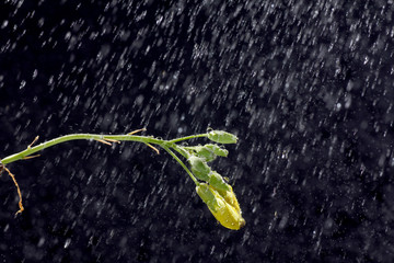 Blume im künstlichem Regen Fotografiert