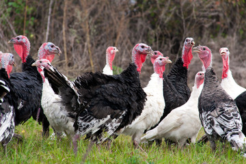 flock of turkeys grazing on the grass