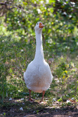 One goose grazing on the grass in the countryside