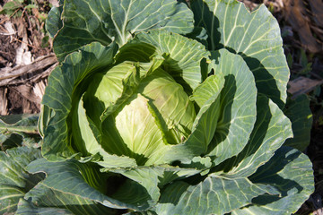 Obraz premium ripe a head of cabbage in the garden close-up