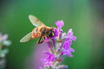 Bee on lavender flower in the field