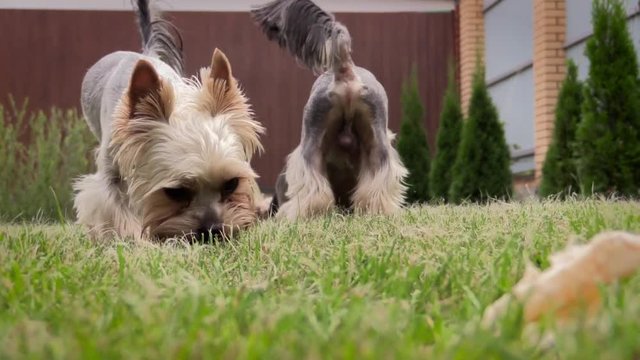 Two yorkshire terriers walk on a grass