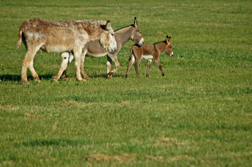 Donkey/Mule Family
