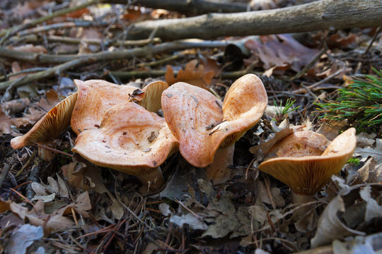  Setas Comestibles  Niscalos (  Lactarius deliciosus )