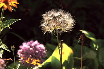 The memory of summer- dandelion flower against the background of an ordinary summer flowers on a clear day in August (August 2016)