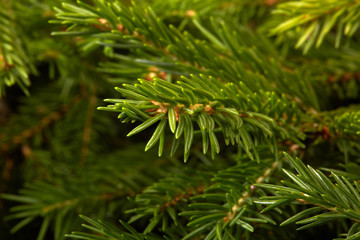 Fir. Fir-tree.