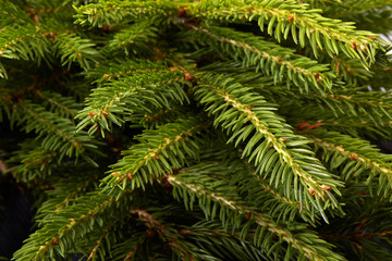 Fir. Fir-tree.