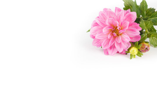 Pink dahlia flower isolated on white background 