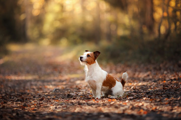 Dog Jack Russell Terrier