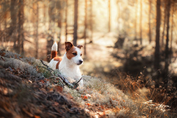 Dog Jack Russell Terrier