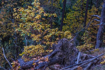 Unterholz mit Herbstlaub