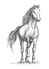 Sketched vector portrait of horse