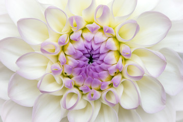 white dahlia background