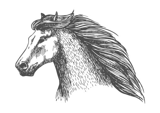 Raging gray horse free running vector portrait