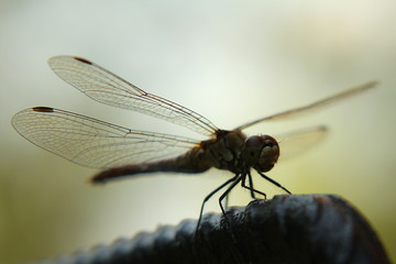 Dragonfly