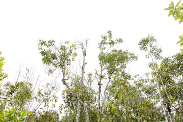 colorful of big tree,treetop view of tree,sky and treetop,copy space ,big tree from natural.
