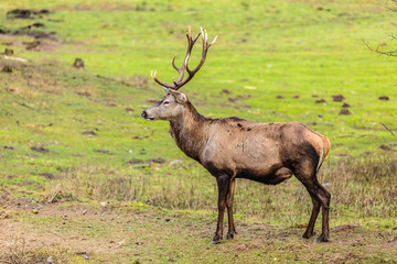 Red deer stag on meadow