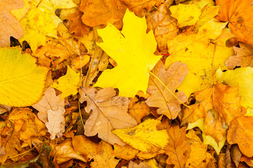 Autumn. Yellow leaves fall background.