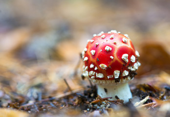 Close-up picture of a Amanita poisonous mushroom in nature